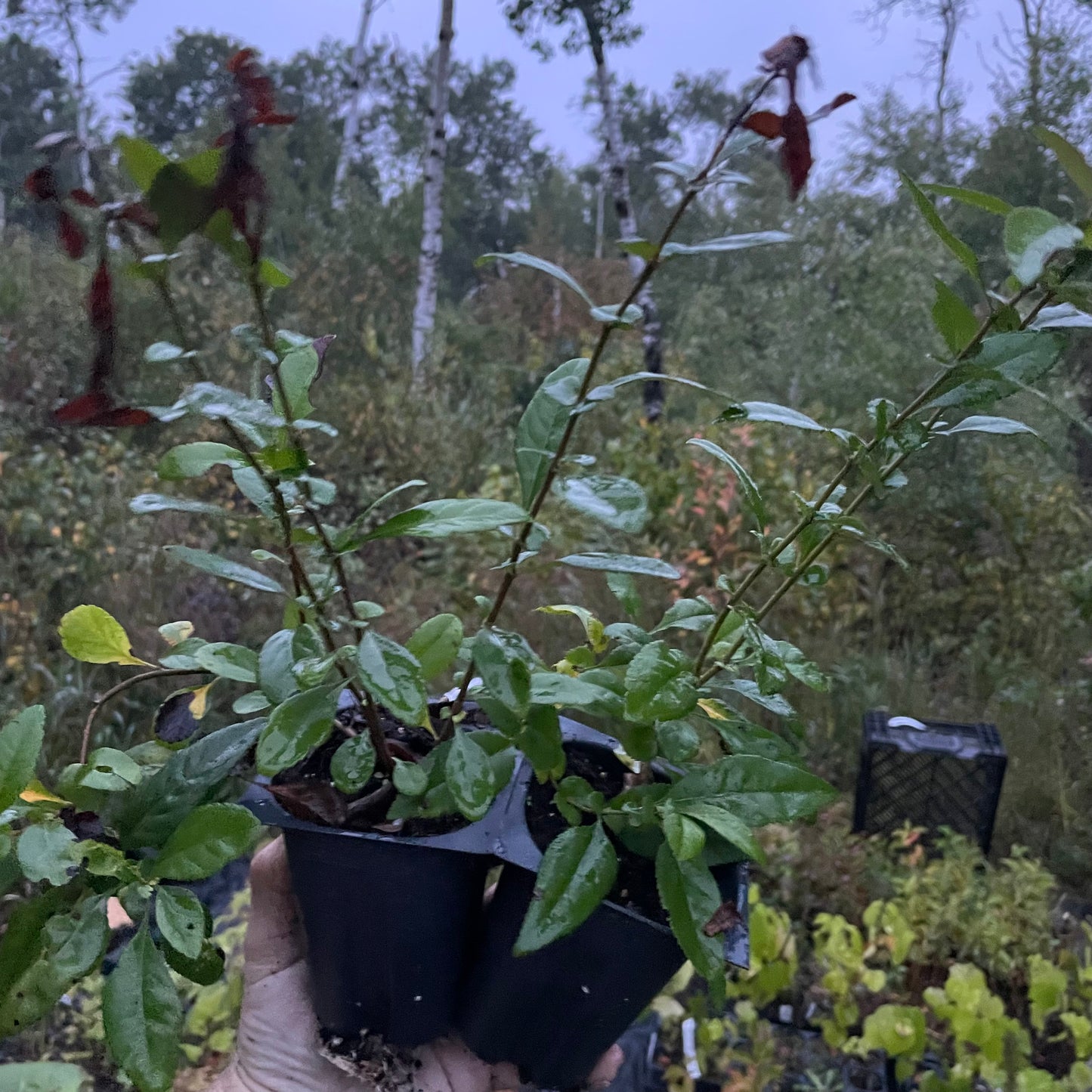 Quince Seedlings (Cydonia oblonga) - Zone 4