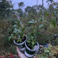 Flowering Quince Seedlings (Cydonia sp.) - Zone 4