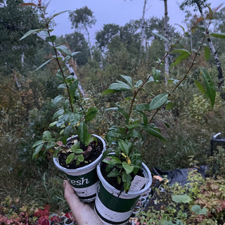 Flowering Quince Seedlings (Cydonia sp.) - Zone 4