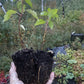 Pin Cherry (Prunus pensylvanica) - Zone 3
