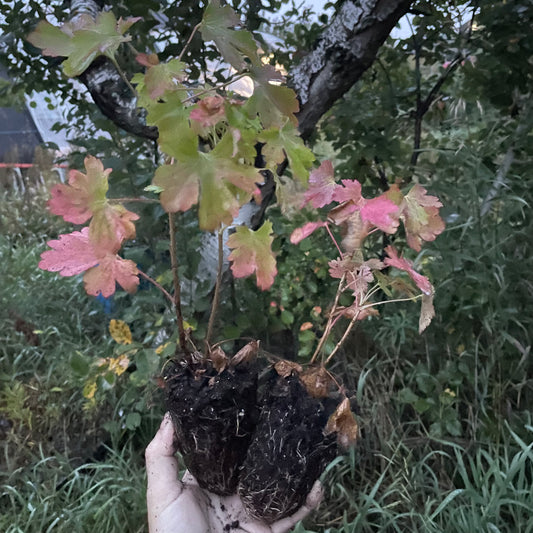 Groseille à girofle (Ribes odoratum)