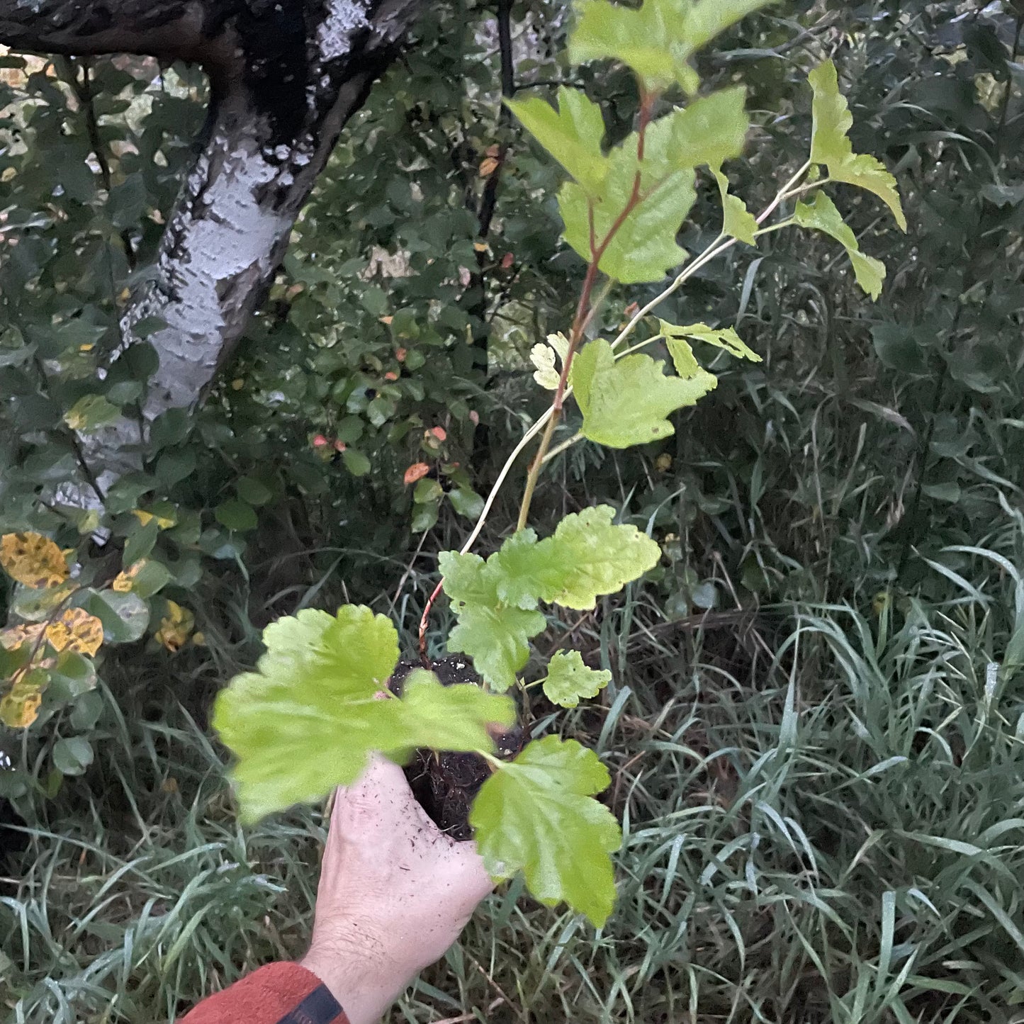 Common Ninebark (Physocarpus opulifolius) - Zone 3/4