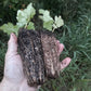 Common Ninebark (Physocarpus opulifolius) - Zone 3/4