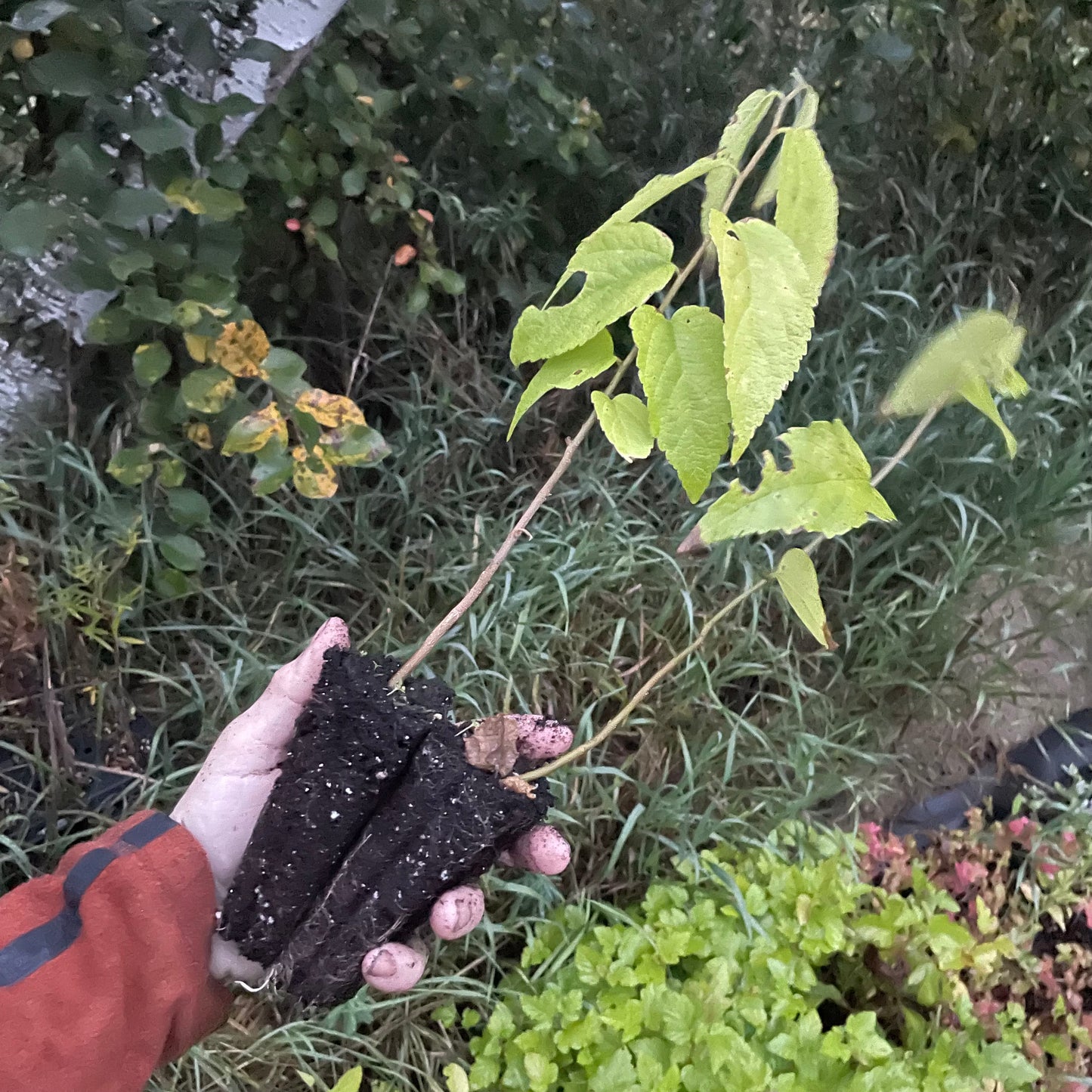 Micocoulier (Celtis occidentalis)