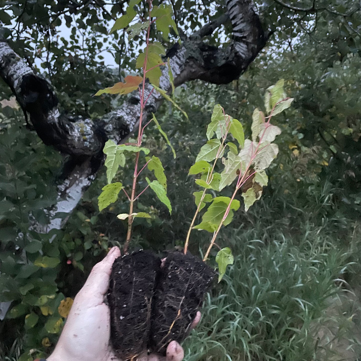 Érable de l'Amour (Acer ginnala)