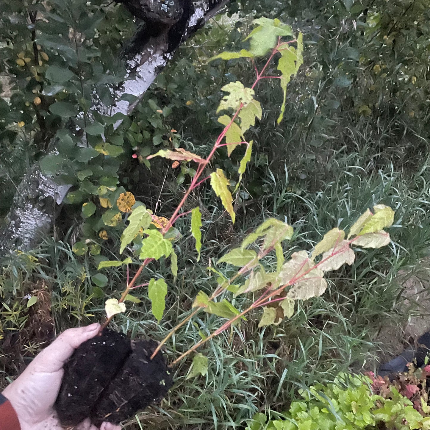 Érable de l'Amour (Acer ginnala)