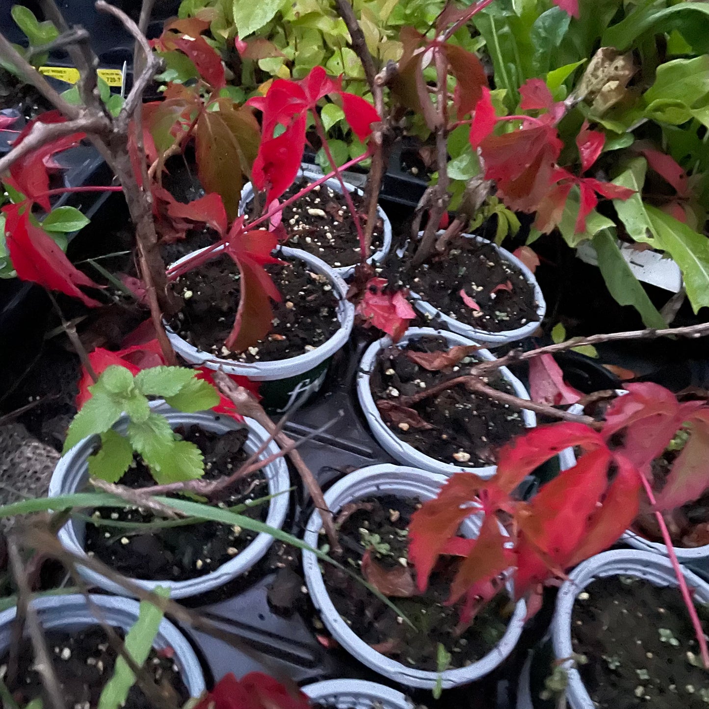 Enredadera virginiana (Parthenocissus quinquefolia)