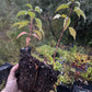Pin Cherry (Prunus pensylvanica) - Zone 3