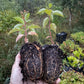 Pin Cherry (Prunus pensylvanica) - Zone 3