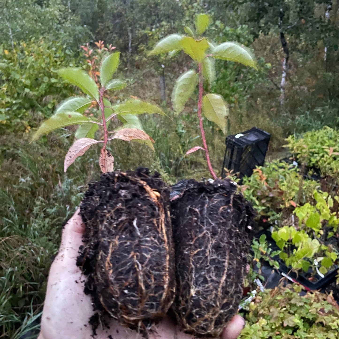 Semillas de cerezo silvestre (Prunus pensylvanica) - Cerezo nativo - (Zona 3) - 18 semillas