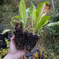 Coffee Chicory (Cichorium intybus var. sativum)