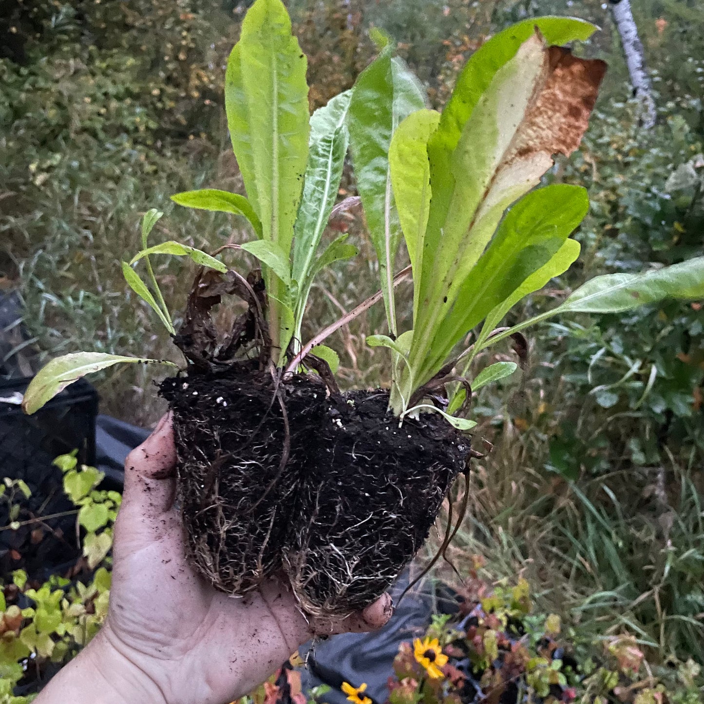 Coffee Chicory (Cichorium intybus var. sativum)