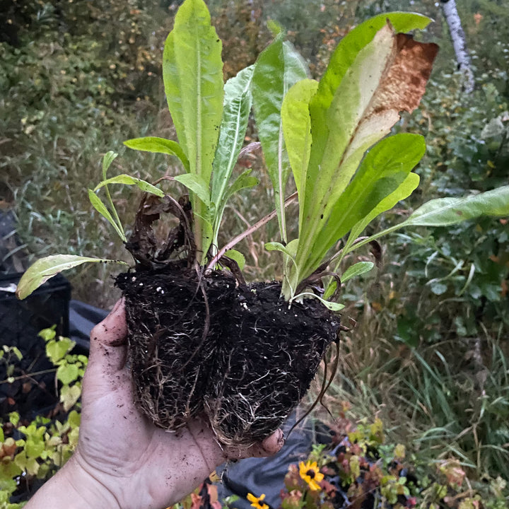 Coffee Chicory (Cichorium intybus var. sativum)