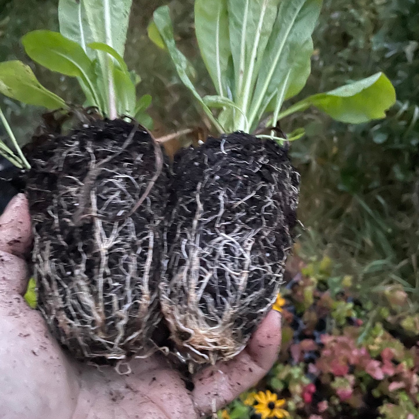 Coffee Chicory (Cichorium intybus var. sativum)