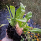 Coffee Chicory (Cichorium intybus var. sativum)