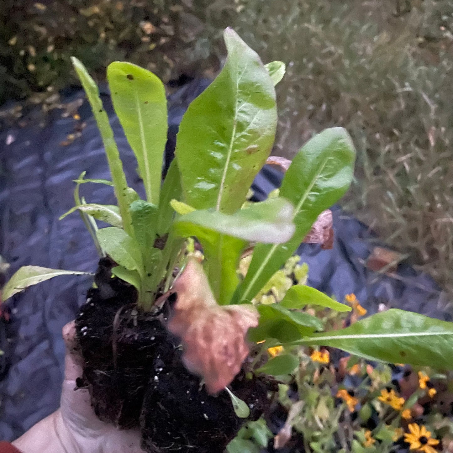 Coffee Chicory (Cichorium intybus var. sativum)
