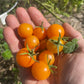 Sun Sugar Tomato Seeds - Cherry Tomato - Open Pollinated - 25+ Seeds