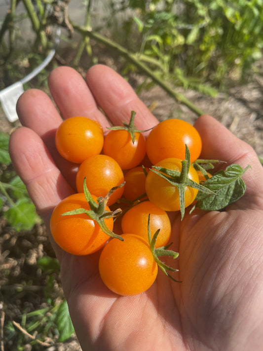 Sun Sugar Tomato Seeds - Cherry Tomato - Open Pollinated - 25+ Seeds