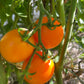 Sun Sugar XL - Graines de tomates - 25+ graines