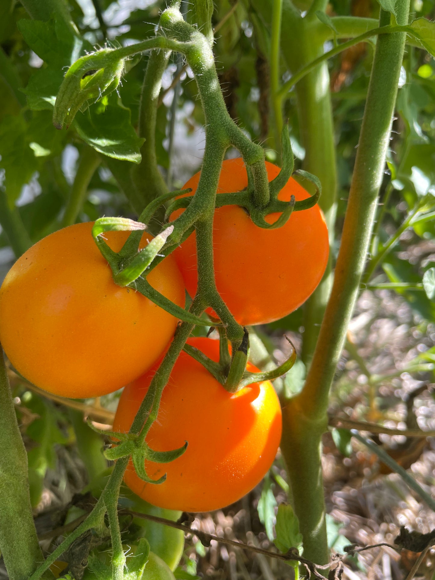 Sun Sugar XL - Graines de tomates - 25+ graines