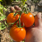 Sun Sugar XL - Graines de tomates - 25+ graines