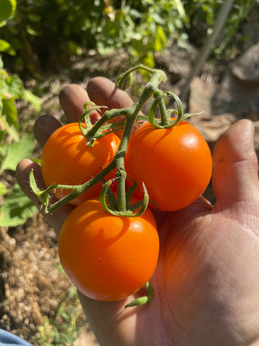 Sun Sugar XL - Tomato Seeds  - 25+ Seeds