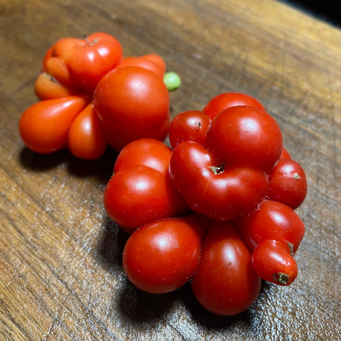 Godzilla - Tomato Seeds - Heirloom Tomato - 25+ Seeds