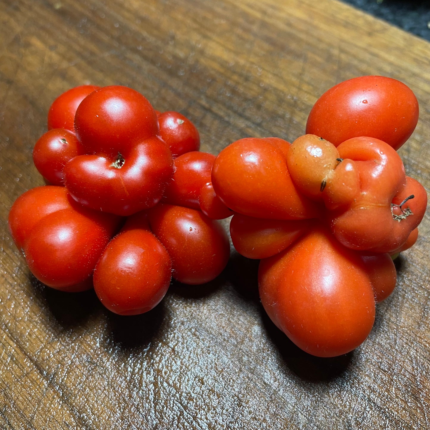 Godzilla - Tomato Seeds - Heirloom Tomato - 25+ Seeds