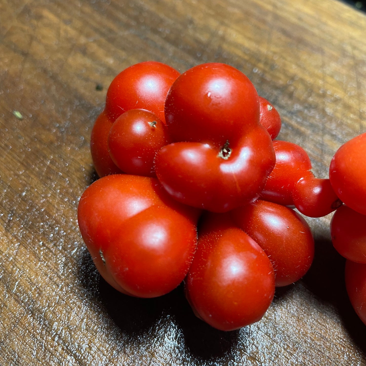 Godzilla - Tomato Seeds - Heirloom Tomato - 25+ Seeds