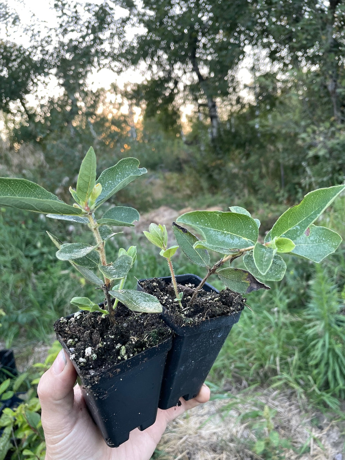 Indigo Treat Haskap (Lonicera caerulea 'Indigo Treat'