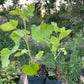 Jostine Jostaberry (Ribes x nidigrolaria 'Jostine')
