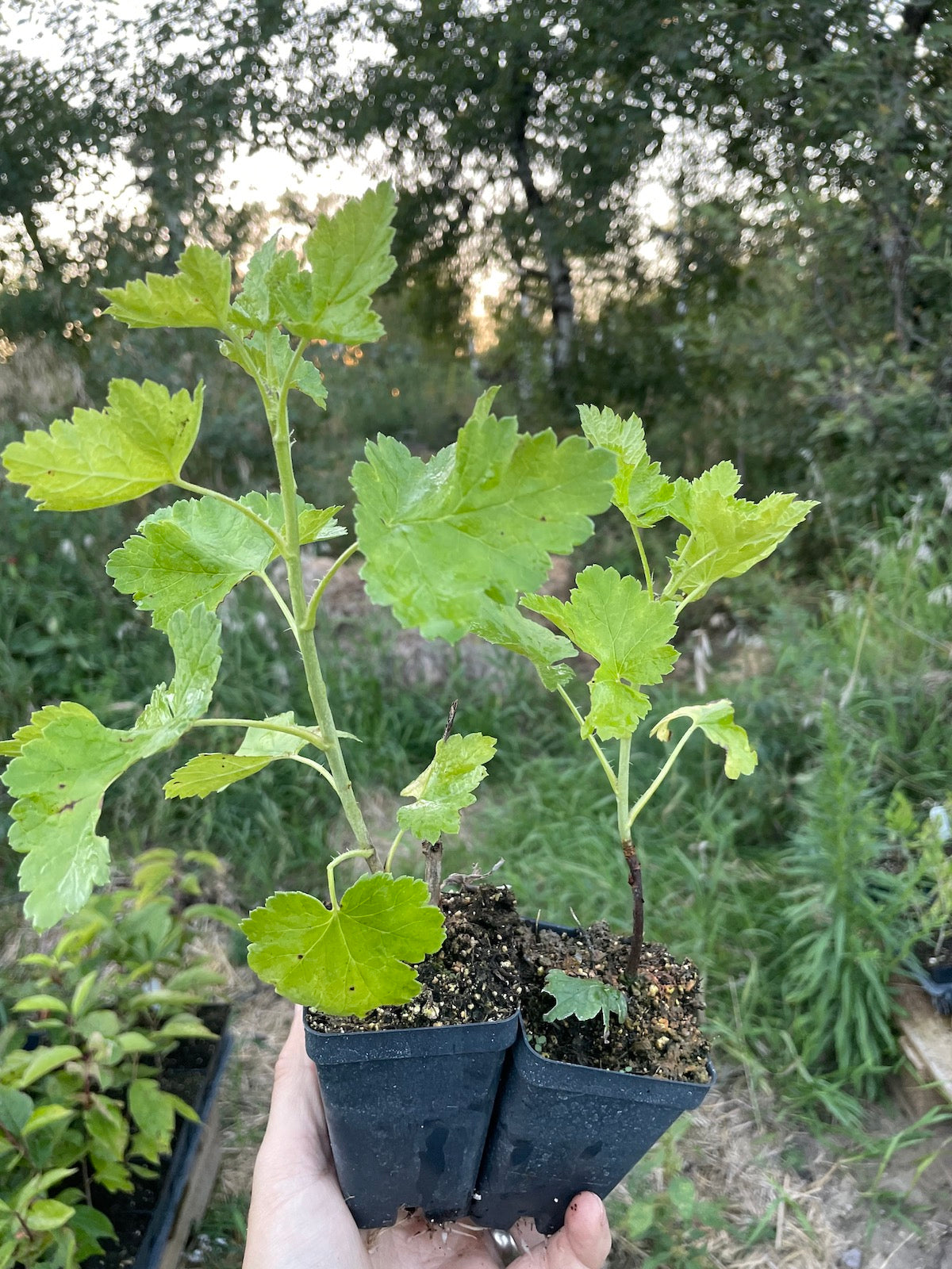 Jostine Jostaberry (Ribes x nidigrolaria 'Jostine')