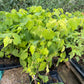 Valiant Grape (Vitis riparia x Vitis labrusca 'Valiant')