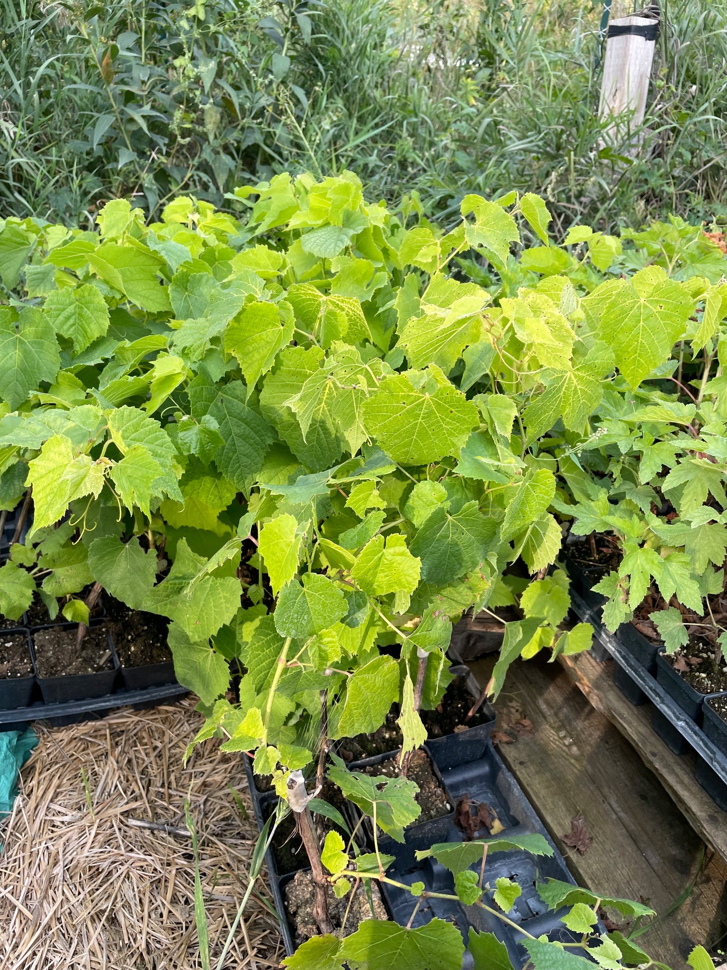 Valiant Grape (Vitis riparia x Vitis labrusca 'Valiant')