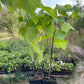 Valiant Grape (Vitis riparia x Vitis labrusca 'Valiant')