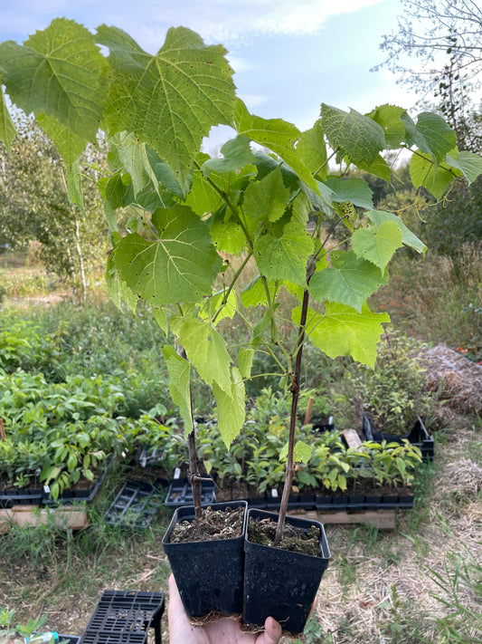 Valiant Grape (Vitis riparia x Vitis labrusca 'Valiant')