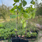 Valiant Grape (Vitis riparia x Vitis labrusca 'Valiant')