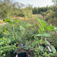 Tiben Black Currant (Ribes nigrum 'Tiben')