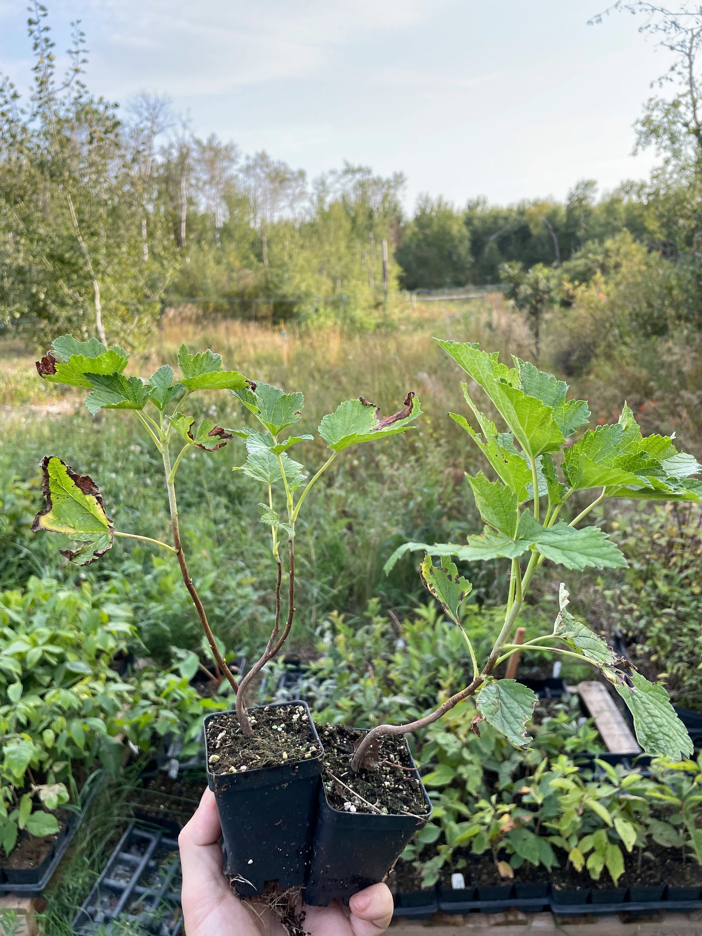 Tiben Black Currant (Ribes nigrum 'Tiben')