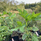Tiben Black Currant (Ribes nigrum 'Tiben')