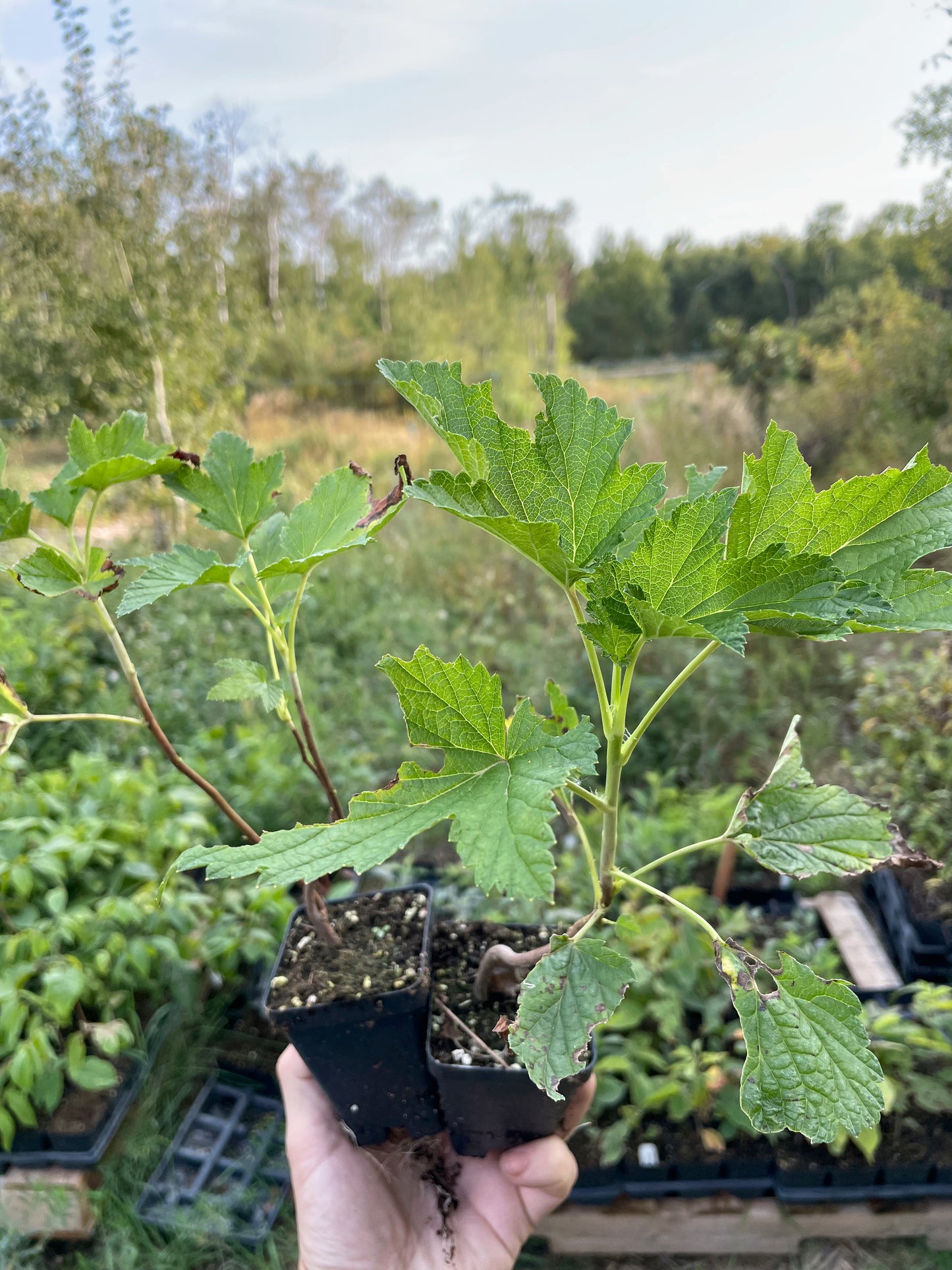 Tiben Black Currant (Ribes nigrum 'Tiben')