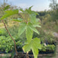 Ben Sarek Black Currant (Ribes nigrum 'Ben Sarek')