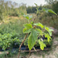 Ben Sarek Black Currant (Ribes nigrum 'Ben Sarek')