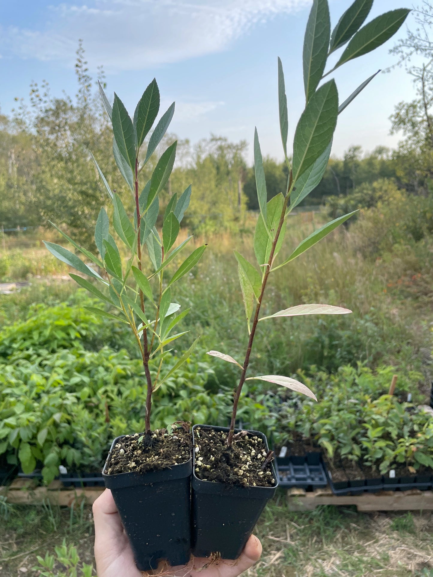 Western Sand Cherry (Prunus pumila var. besseyi)