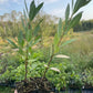 Western Sandcherry (Prunus besseyi)