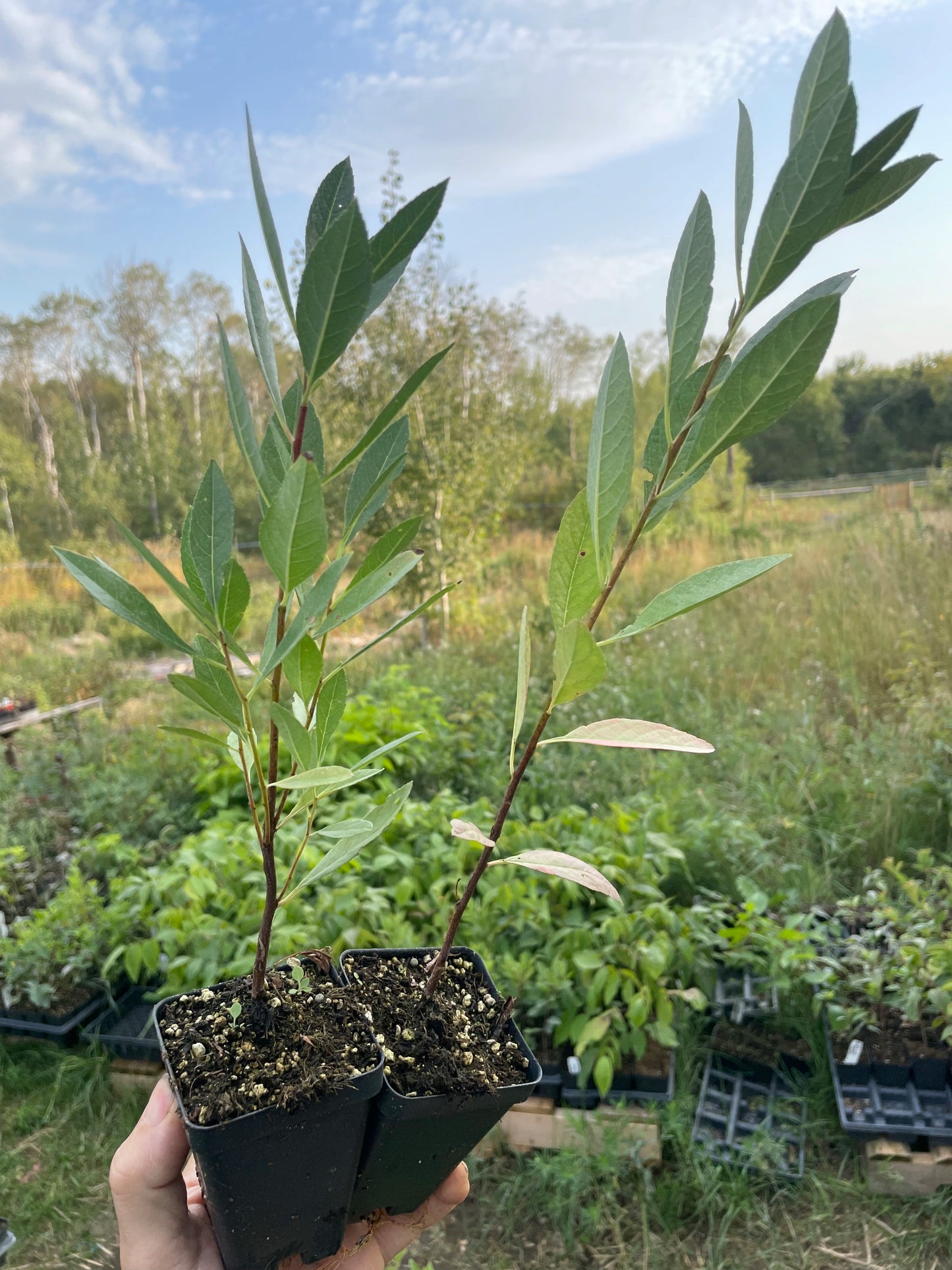 Western Sand Cherry (Prunus pumila var. besseyi)