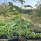 Wyoming Black Raspberry (Rubus occidentalis 'Wyoming')
