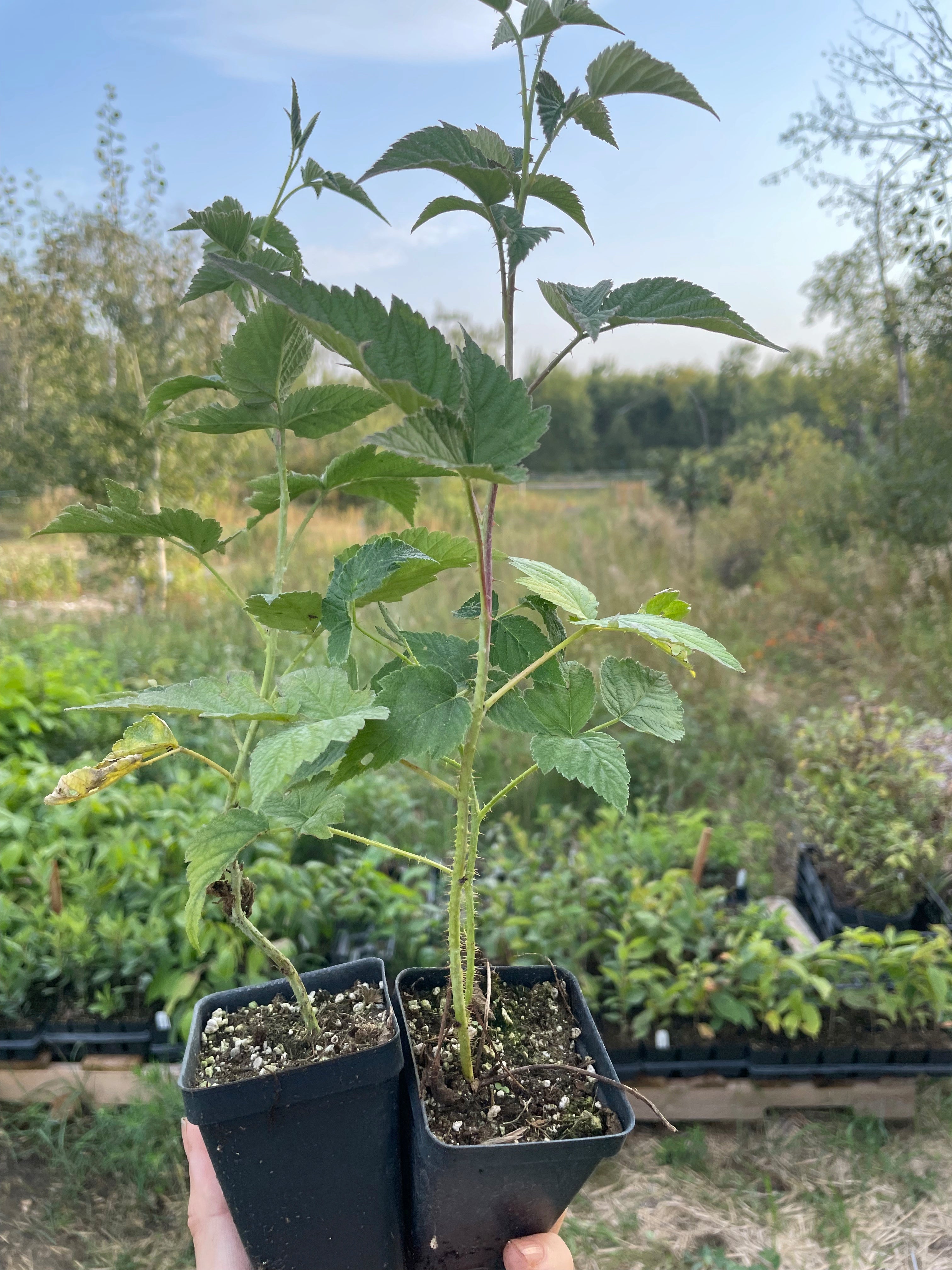 Wyoming Black Raspberry (Rubus occidentalis 'Wyoming') – Oak Summit Nursery