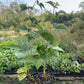 Wyoming Black Raspberry (Rubus occidentalis 'Wyoming')