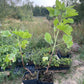 Red Jostaberry (Ribes x nidigrolaria)